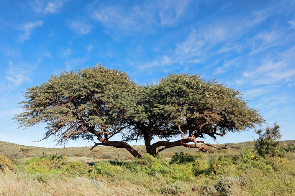 Similar – Pines offer shade on the beach in Sardinia