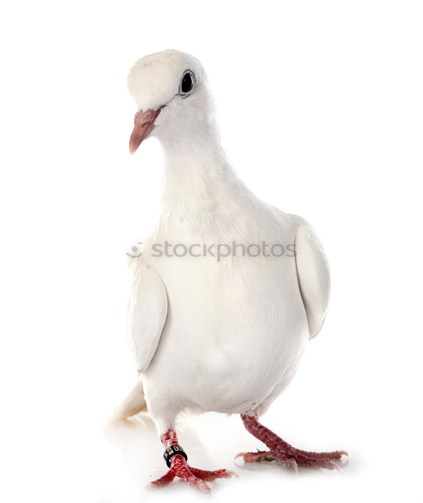 Similar – Image, Stock Photo Pigeon dove Animal Bird