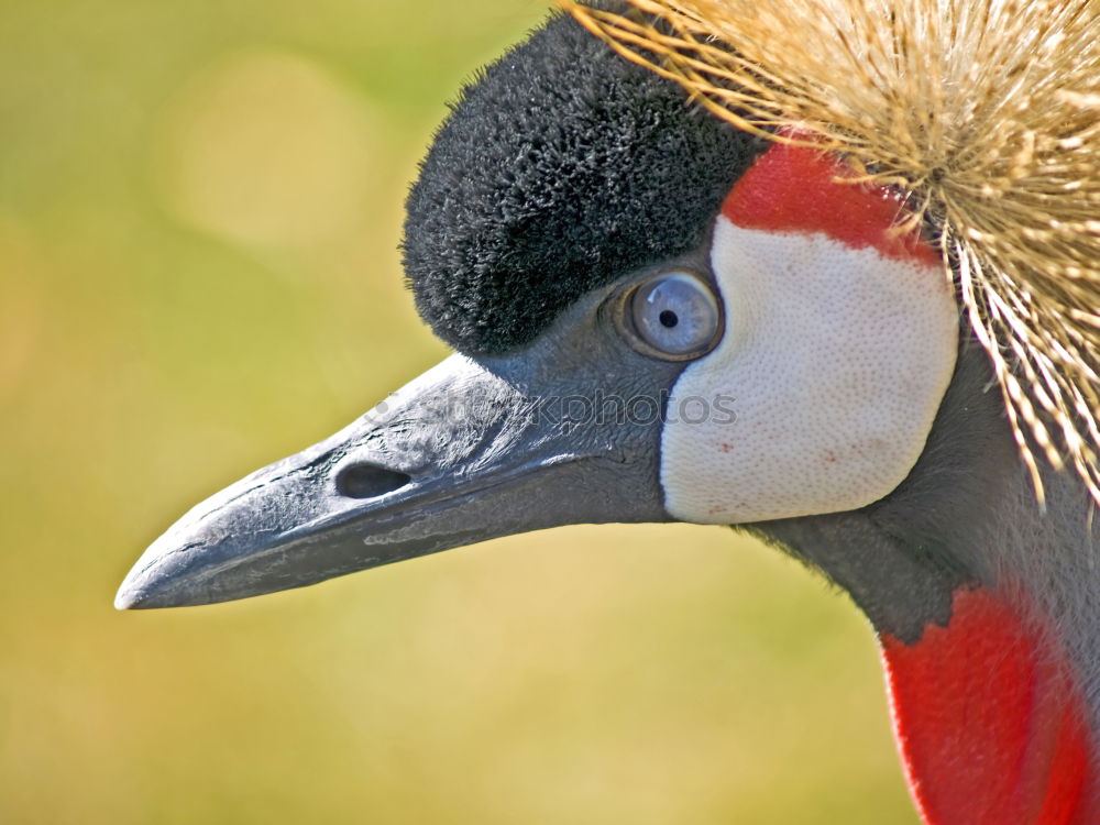 Similar – Image, Stock Photo suspicion Bird Zoo