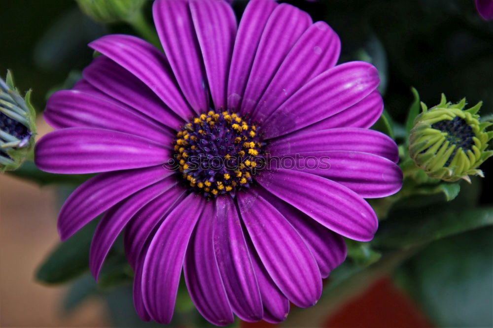 Similar – Foto Bild Blümchen, die zweite Blume