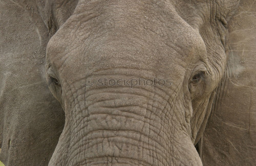 Similar – pachyderms Calm Large Gray