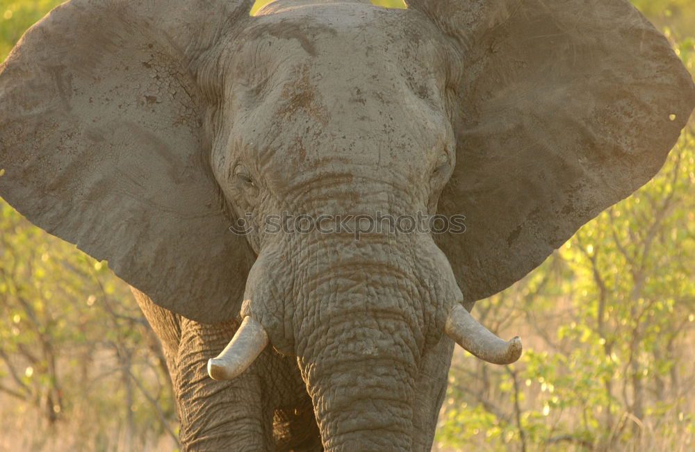 Similar – Image, Stock Photo # 845 Elephant Colossus