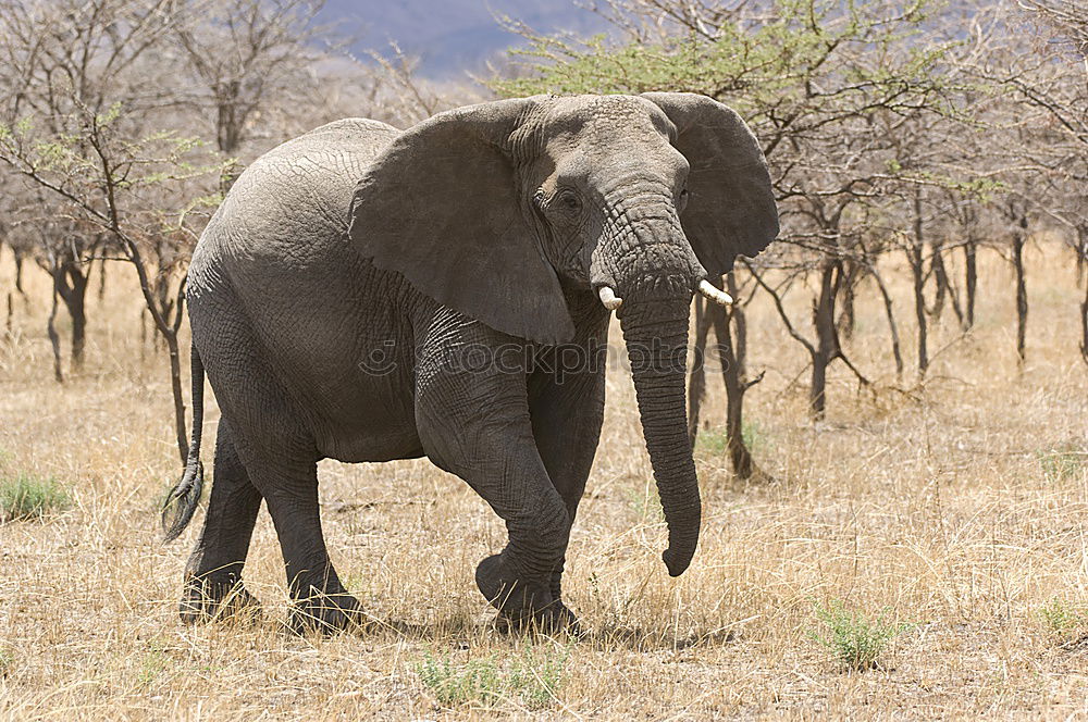 Similar – Image, Stock Photo Roadblock!!! Trip