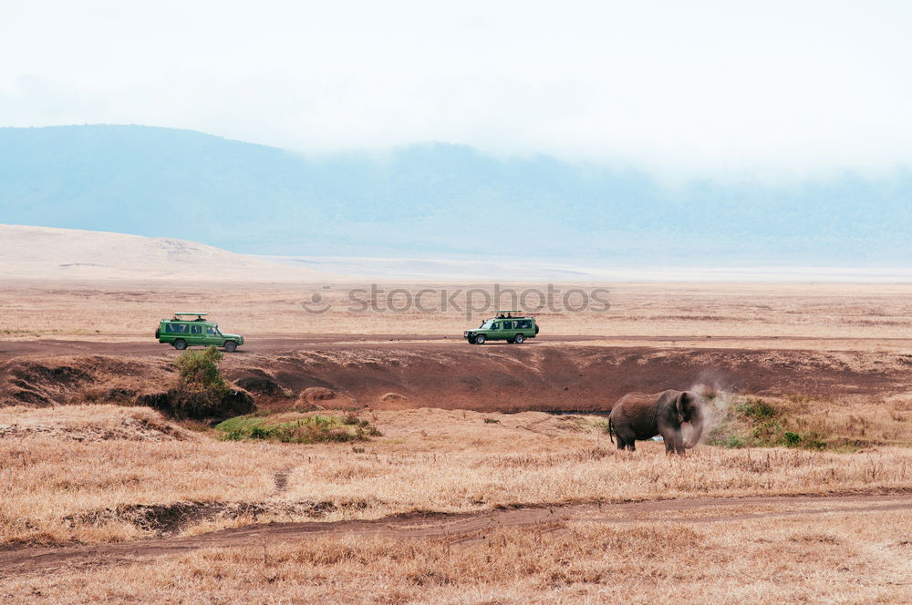 Similar – Image, Stock Photo two and a half camels