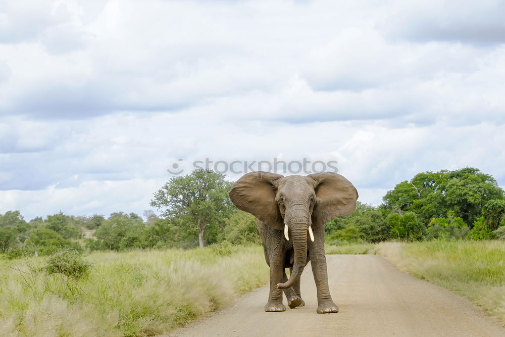 Similar – Image, Stock Photo listen to the elephant’s ass