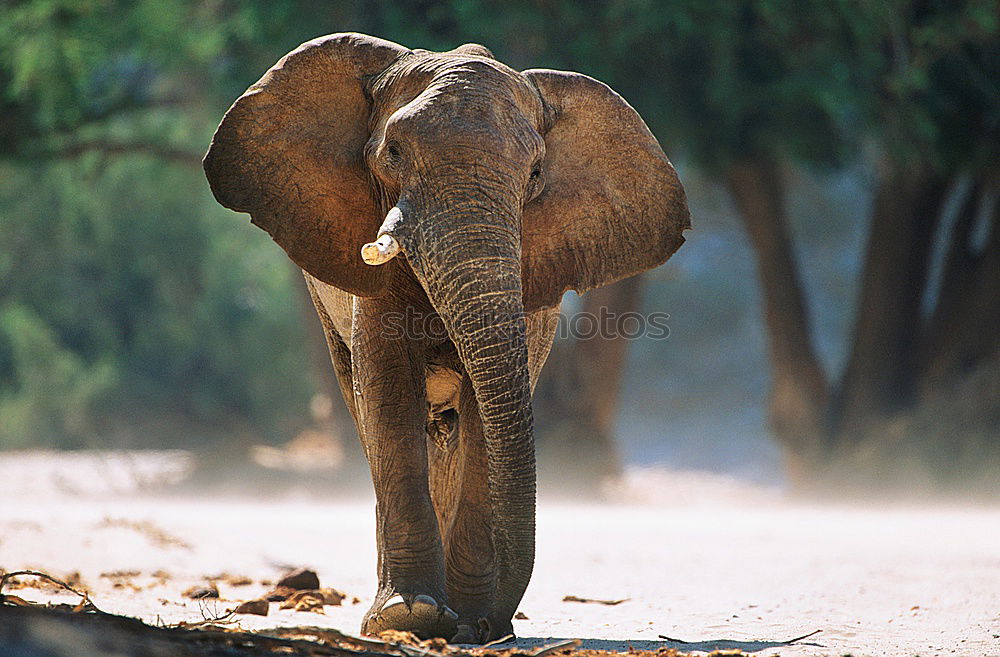 Image, Stock Photo Music, the wildest trumpet in the world.