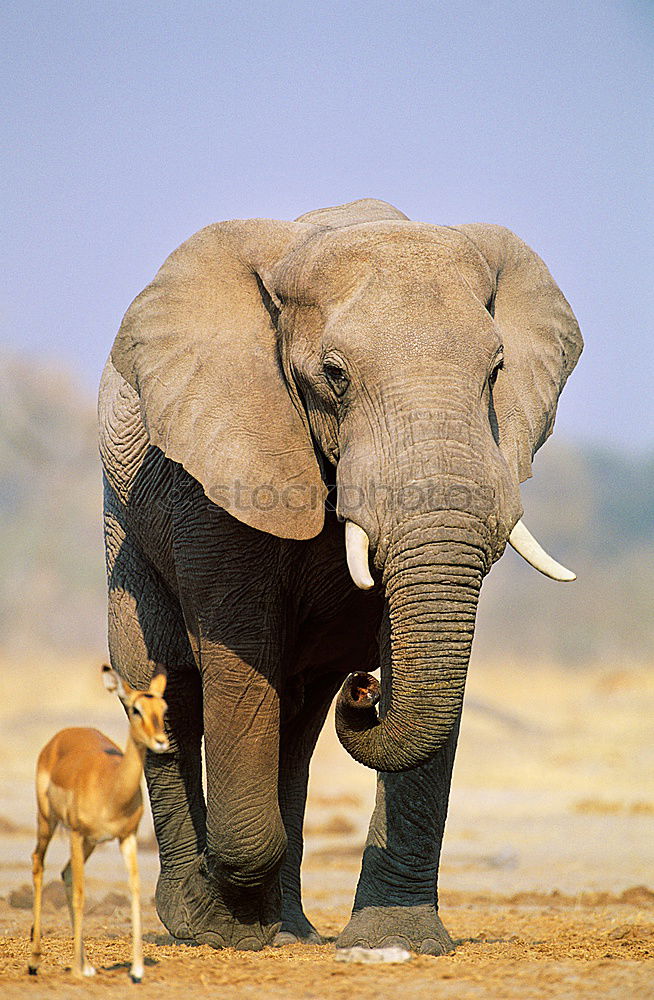 Similar – Image, Stock Photo Elephant in the addo elephant national park