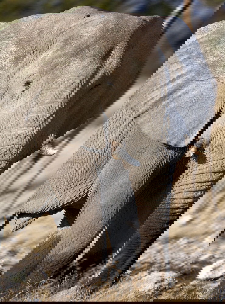 Similar – Image, Stock Photo Elephant in the addo elephant national park