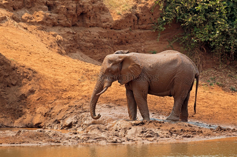 Similar – Image, Stock Photo baby elephant Elephant