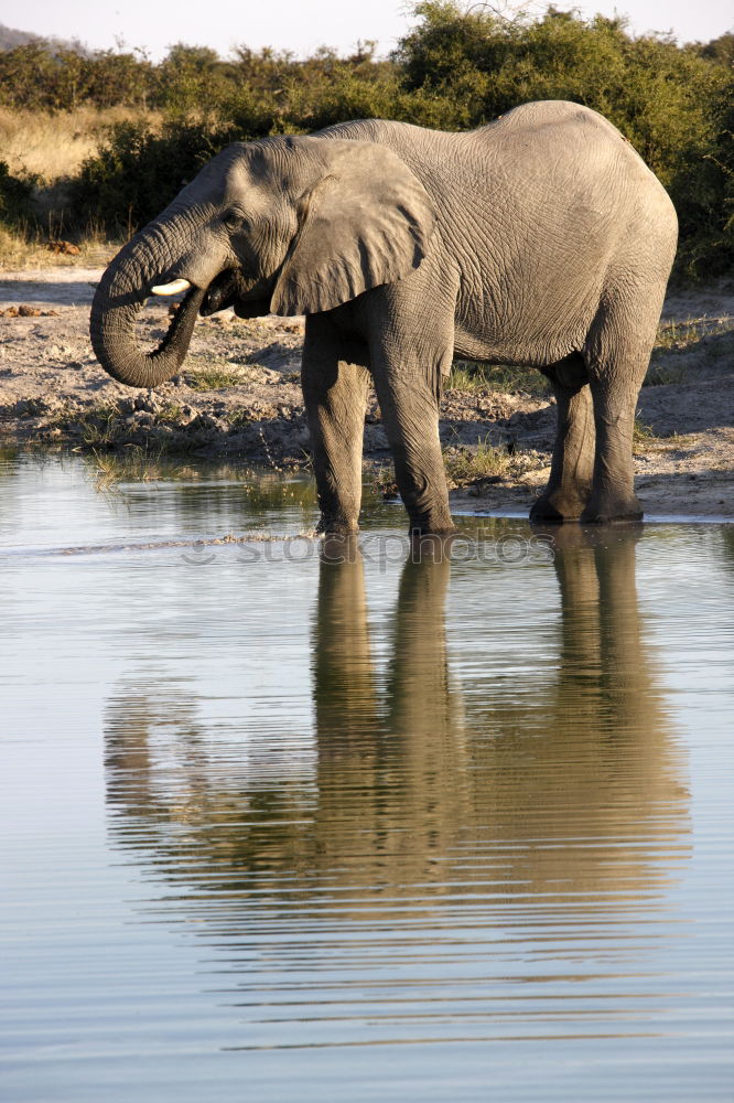 Similar – Foto Bild Elefanten Afrika Wasser