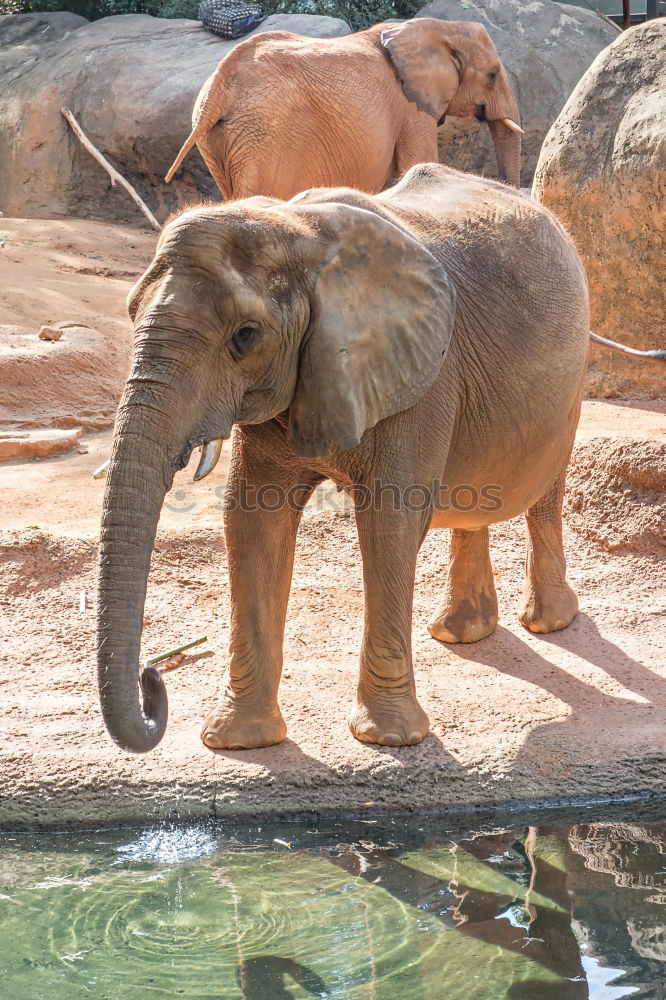 Similar – Image, Stock Photo Asian elephants Elephant