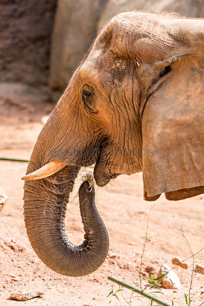 Similar – Image, Stock Photo Asian elephants Elephant