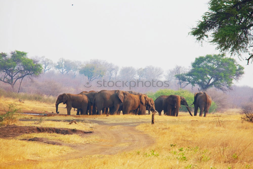 Similar – Image, Stock Photo Herd elephants in the savannah of Samburu Park