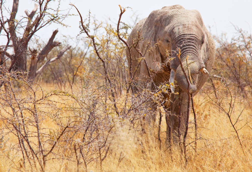 Similar – Image, Stock Photo Rhino 2 Vacation & Travel