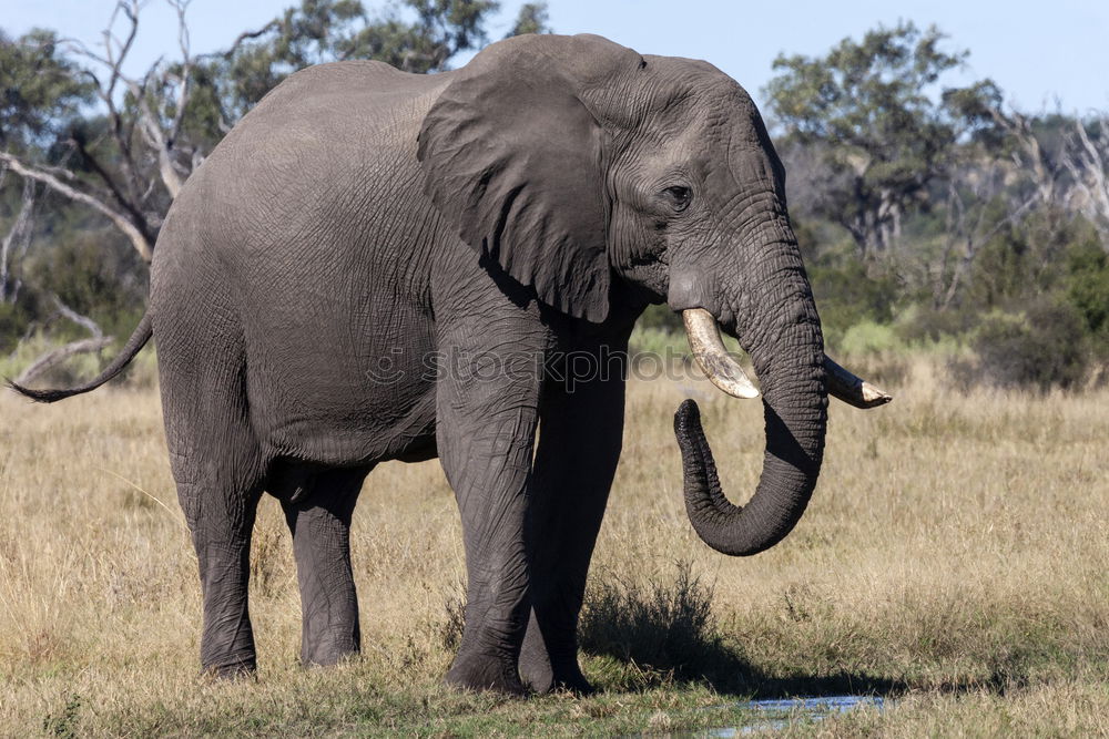 Similar – Image, Stock Photo Elephant in the addo elephant national park