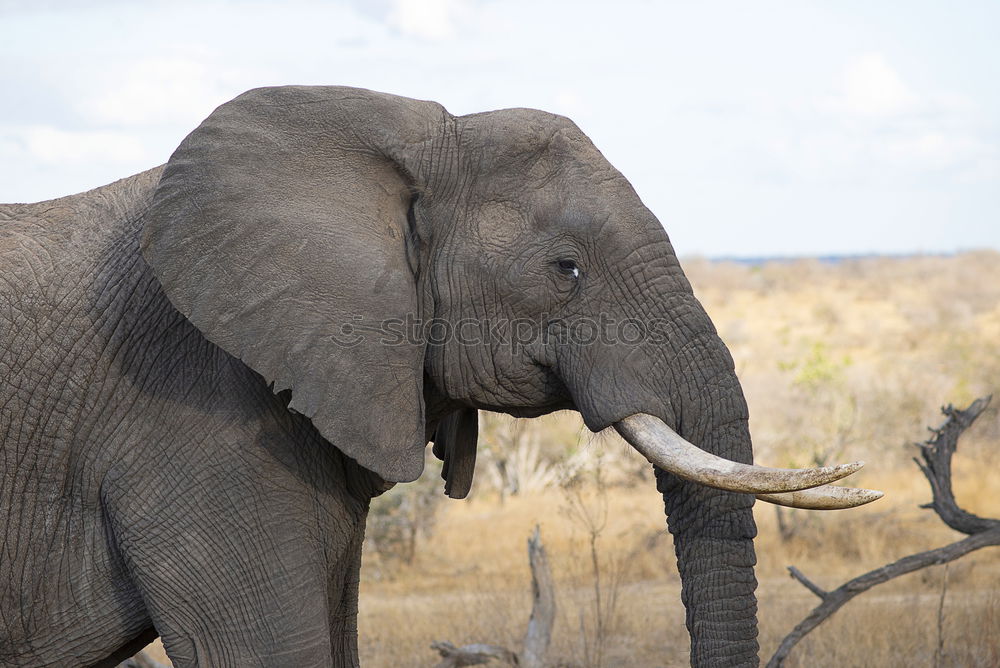 Similar – Image, Stock Photo Elephant in Kruger National Park