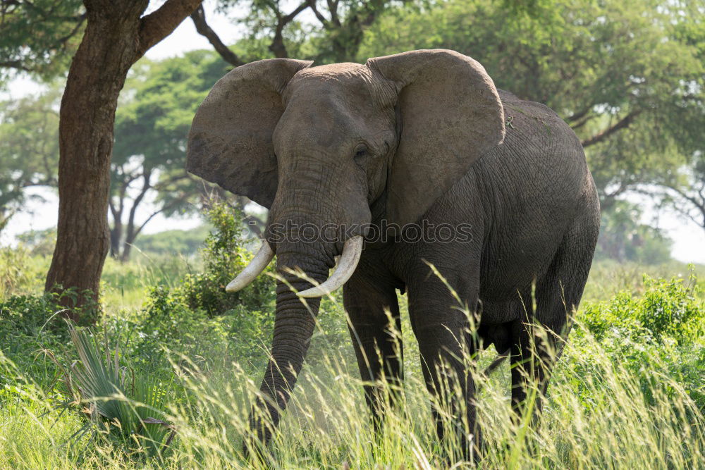 Similar – Image, Stock Photo # 845 Elephant Colossus