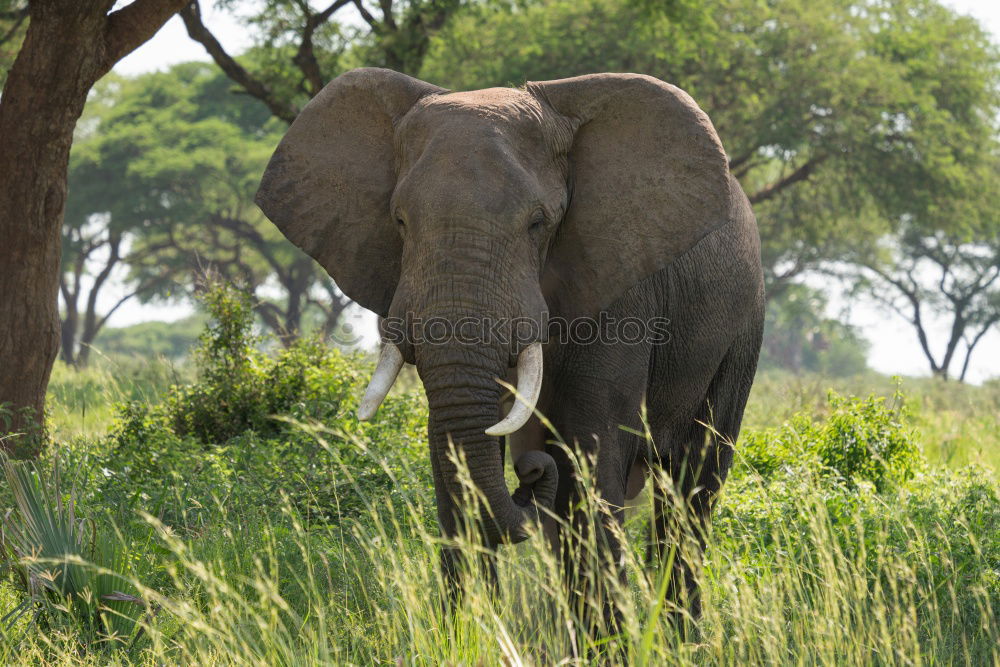 Similar – Image, Stock Photo # 845 Elephant Colossus