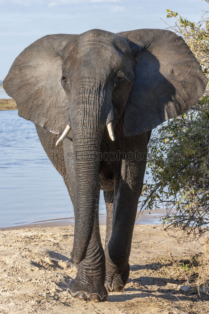 Similar – Image, Stock Photo Elephant in the addo elephant national park