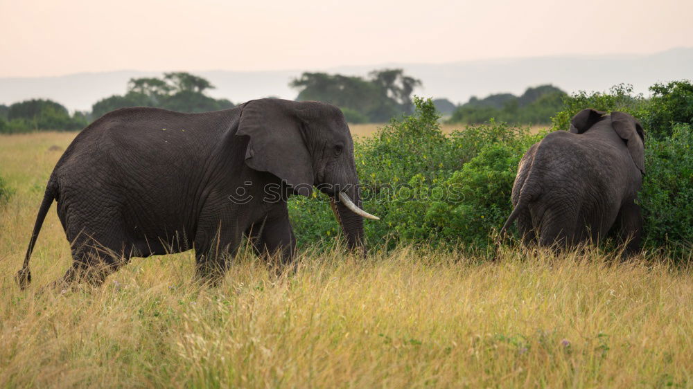 Similar – Image, Stock Photo Photo Safari with Elegant Sri Lanka