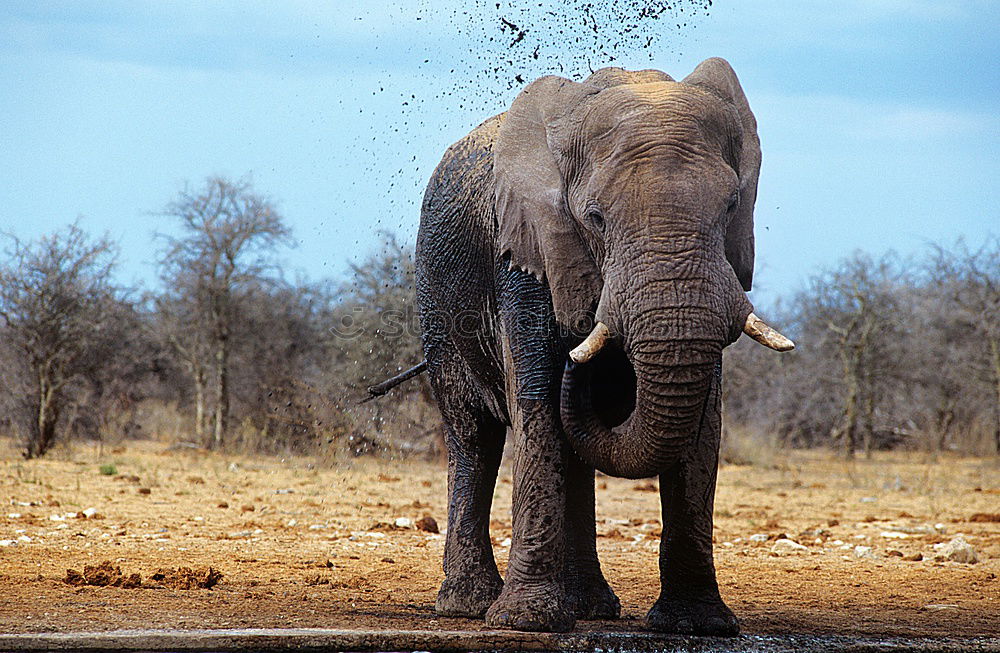 Image, Stock Photo # 842 Elephant Colossus