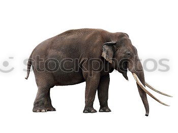 Similar – Image, Stock Photo Asian elephant Elephant