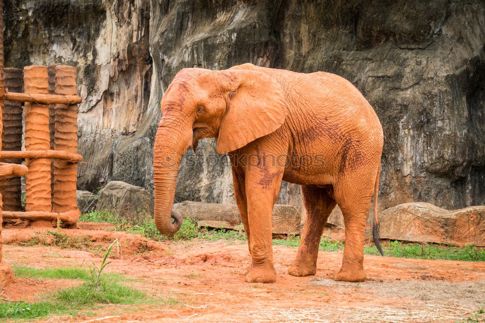 Similar – Foto Bild eli park Zoo Tier Elefant