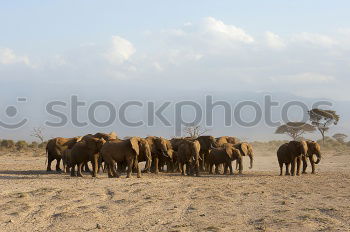 Similar – Ngorongoro Crater Safari Africa