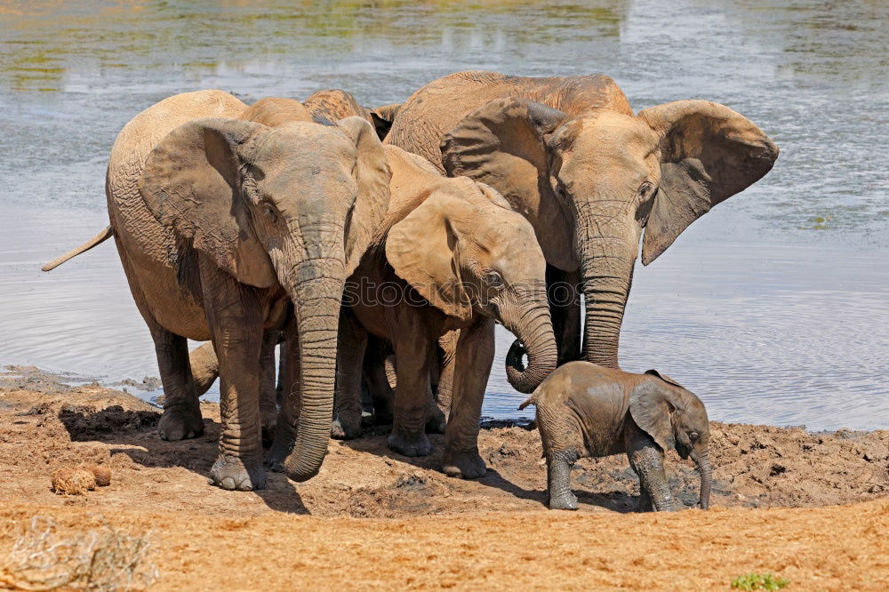 Similar – Image, Stock Photo Elephants in the addo elephant national park