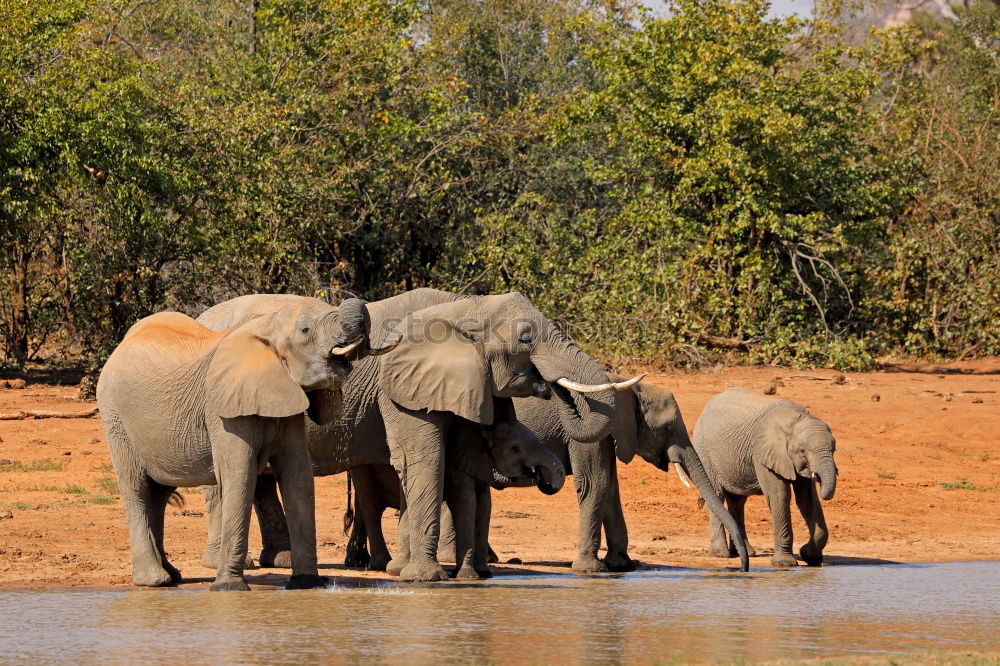 Similar – Foto Bild Elefanten Afrika Wasser