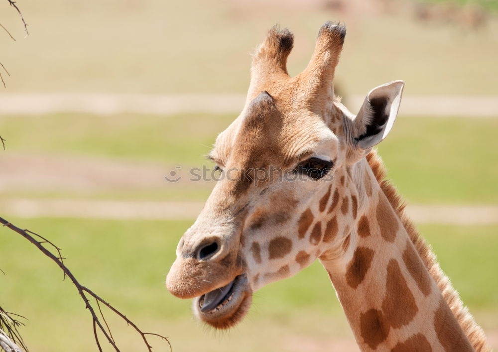 Similar – Wild African Giraffe Portrait