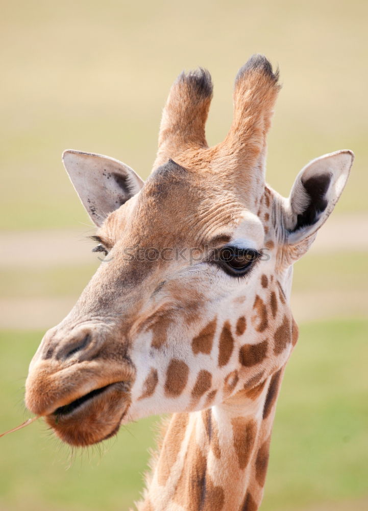 Similar – Wild African Giraffe Portrait