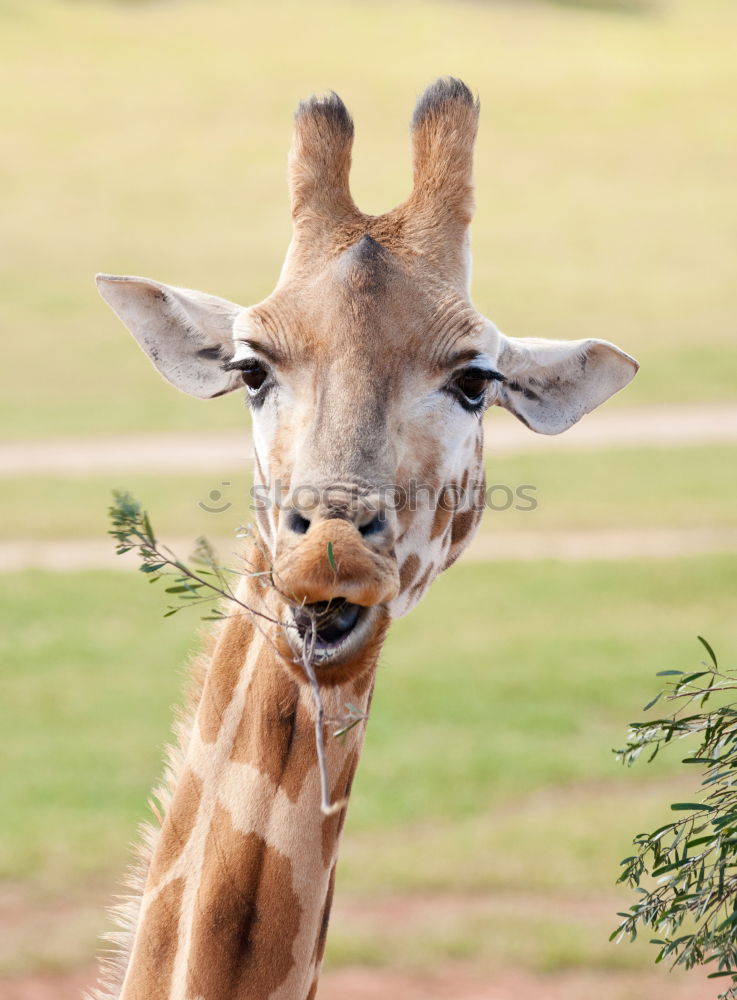 Similar – Wild African Giraffe Portrait