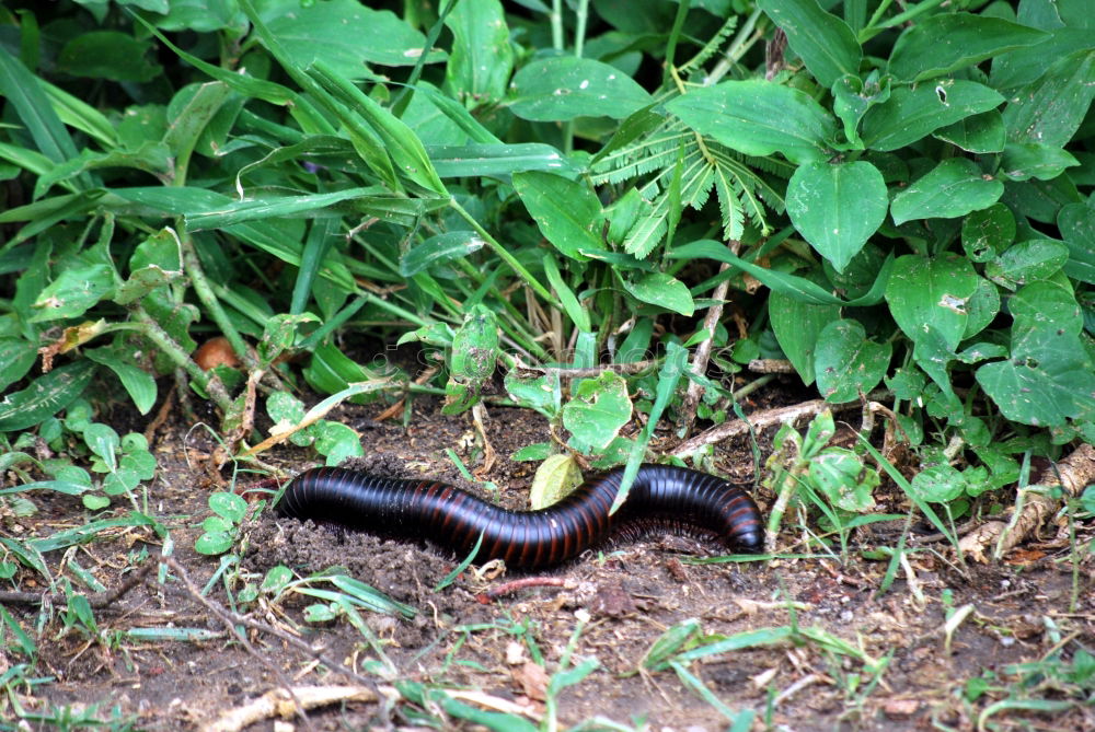 Similar – Delikatesse Steinpilze