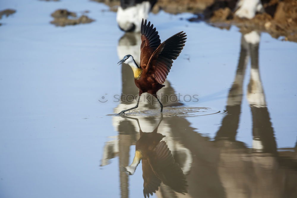 Similar – Cold feet? Animal Puffin