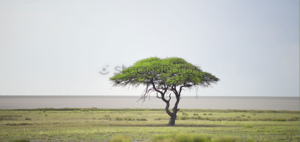 Similar – Hiddensee l Idylle Umwelt