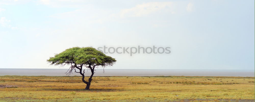 Image, Stock Photo Last shadow of nothingness