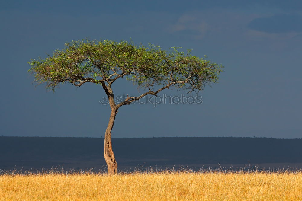 Similar – Image, Stock Photo Kenya’s diversity