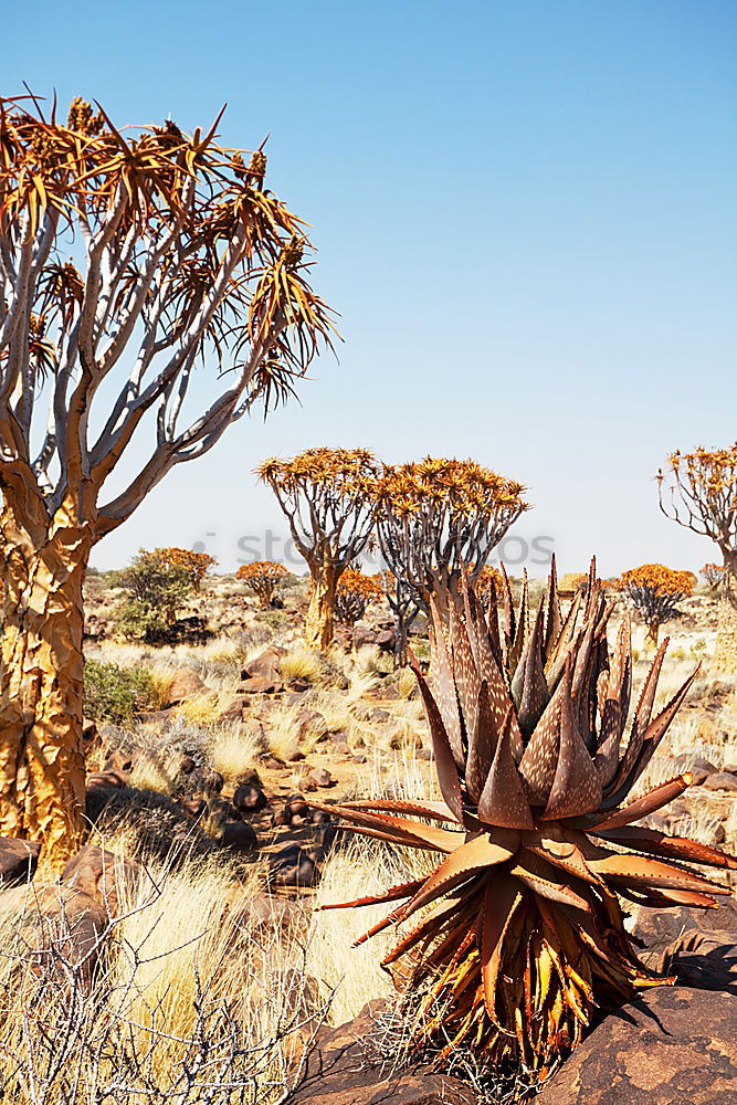 Similar – Image, Stock Photo playground of the giants