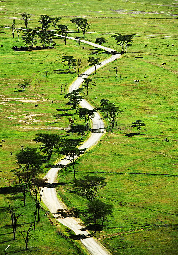 Image, Stock Photo safari park Nature