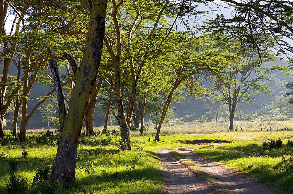 Similar – Image, Stock Photo safari park Nature