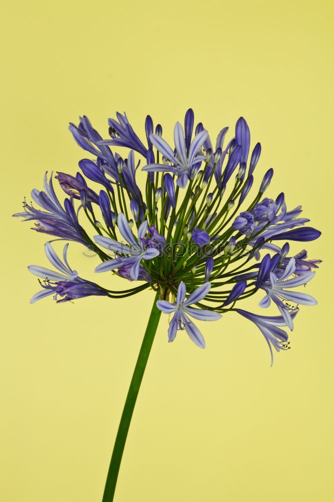 Image, Stock Photo Yellow background with blue flowers, mouse hyacinth