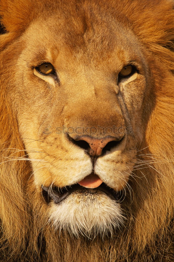 Similar – Image, Stock Photo lion Animal Wild animal