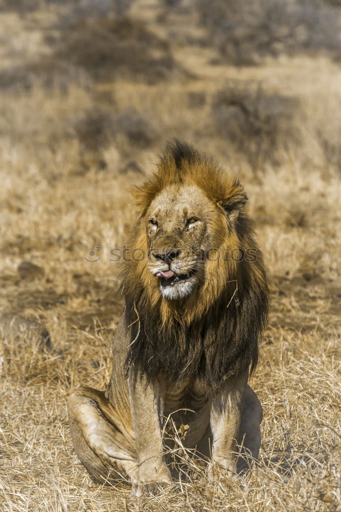 Similar – Image, Stock Photo Brown bear (Ursus arctos)