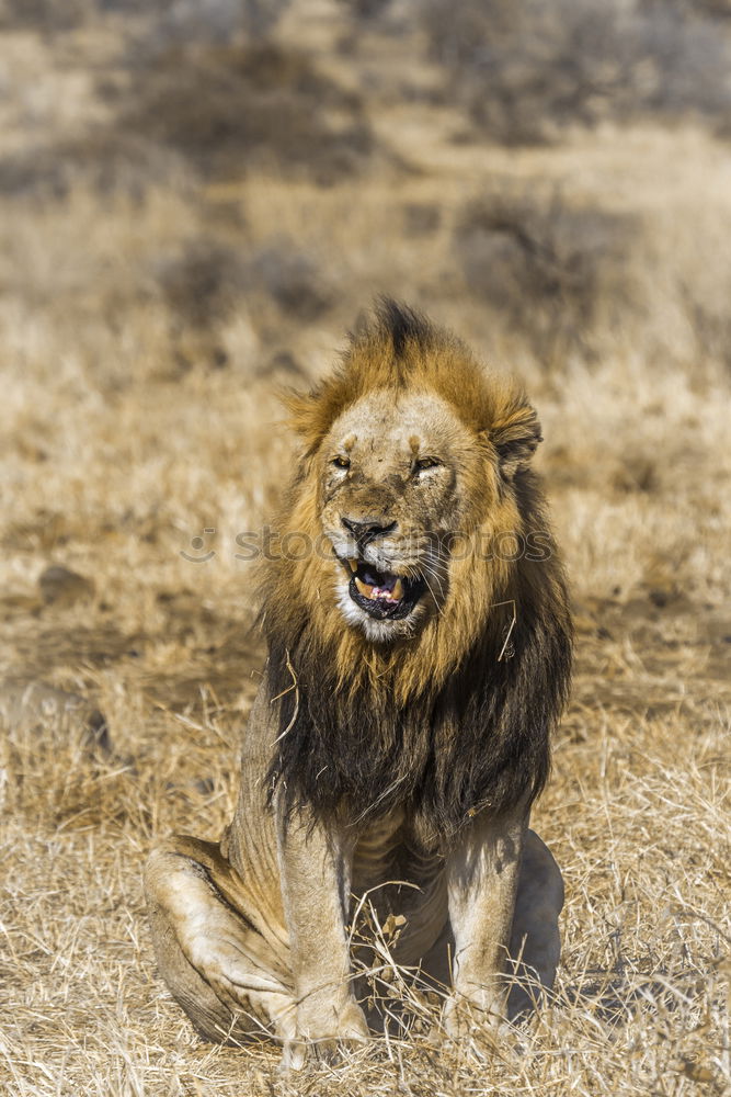 Similar – Image, Stock Photo Brown bear (Ursus arctos)