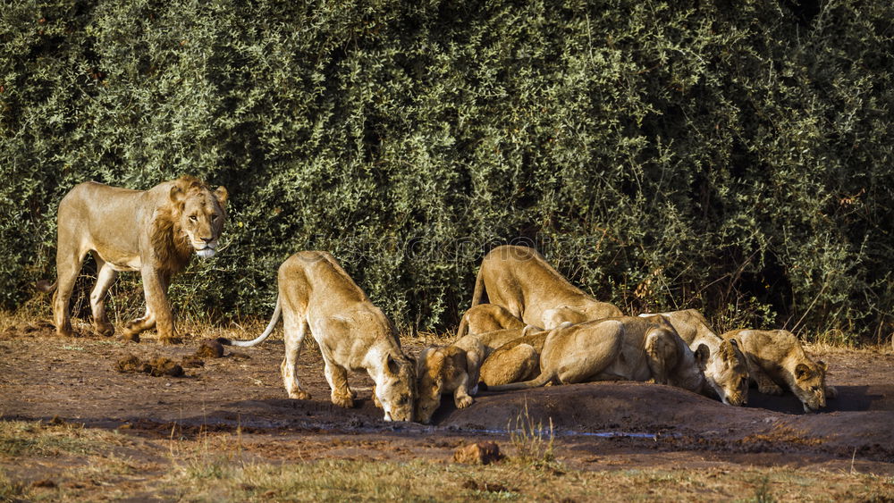 Similar – Image, Stock Photo Large flap Lion Baby lion