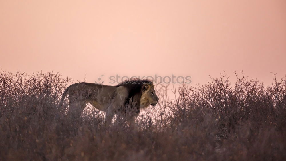 Similar – Image, Stock Photo Shetland Pony #4 Nature