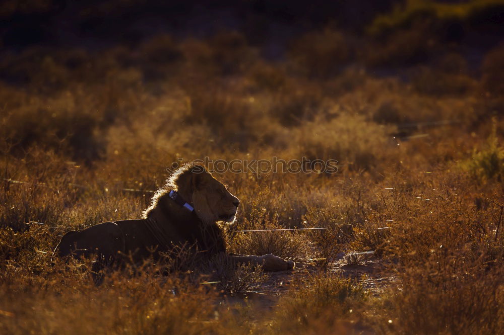 Similar – Image, Stock Photo New Zealand 162 Long shot