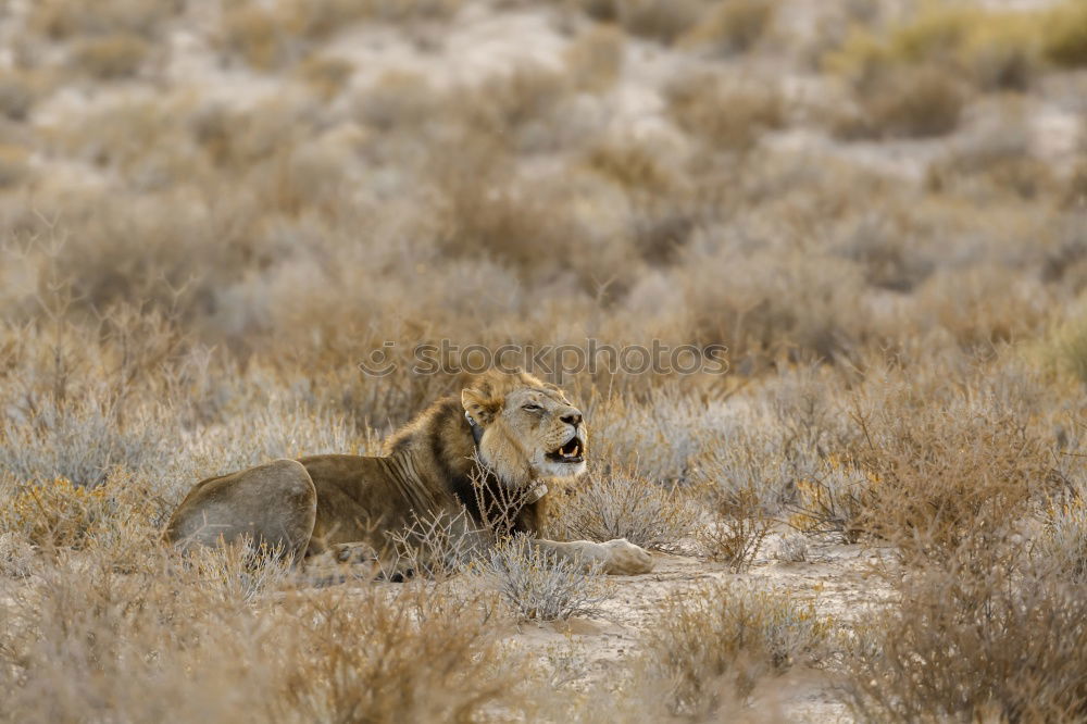 Similar – Square tiger Landscape