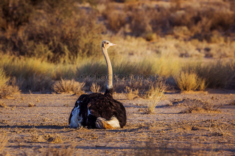 Similar – Image, Stock Photo New Zealand 162 Long shot